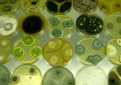 Penicillium bilaii