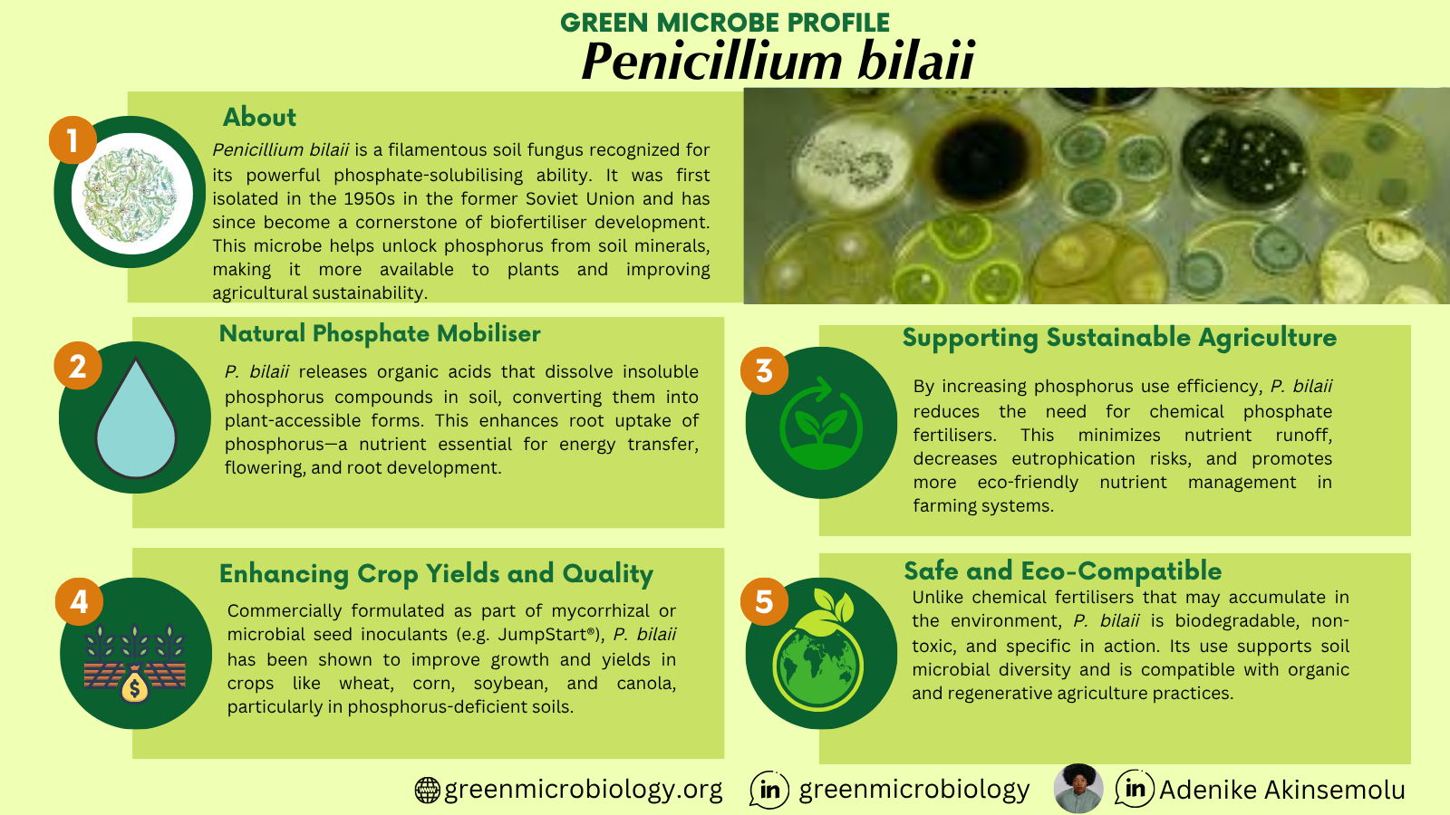 Penicillium bilaii