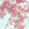 Photorhabdus luminescens