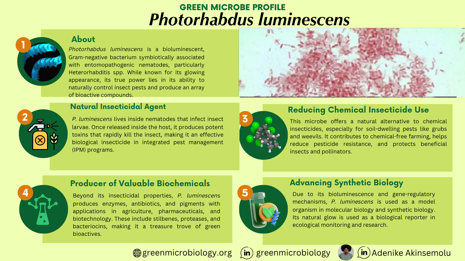 Photorhabdus luminescens