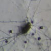 Pochonia chlamydosporia
