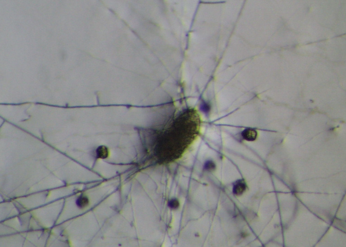 Pochonia chlamydosporia