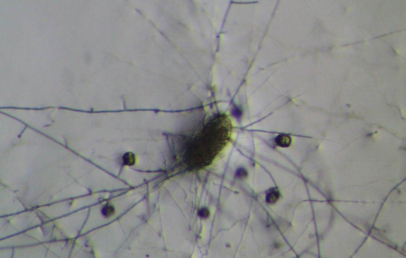 Pochonia chlamydosporia