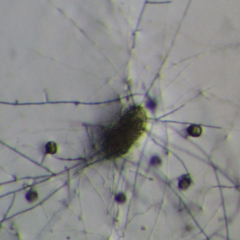 Pochonia chlamydosporia