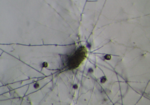 Pochonia chlamydosporia