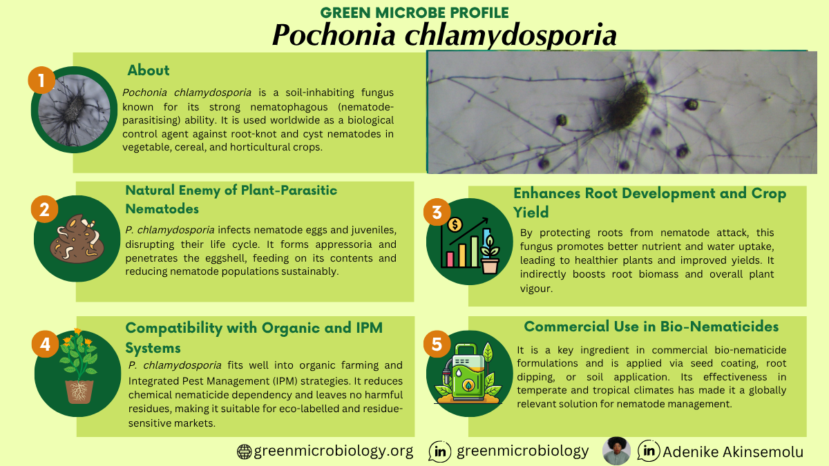Pochonia chlamydosporia