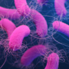 Pseudomonas aeruginosa
