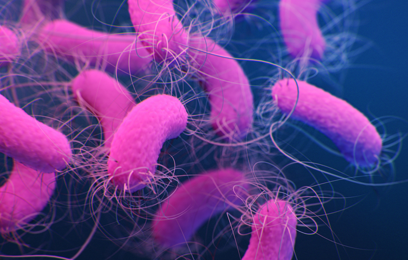 Pseudomonas aeruginosa