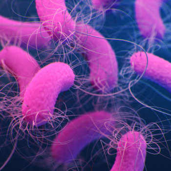 Pseudomonas aeruginosa