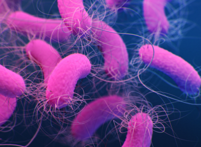 Pseudomonas aeruginosa