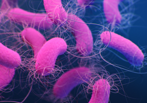 Pseudomonas aeruginosa