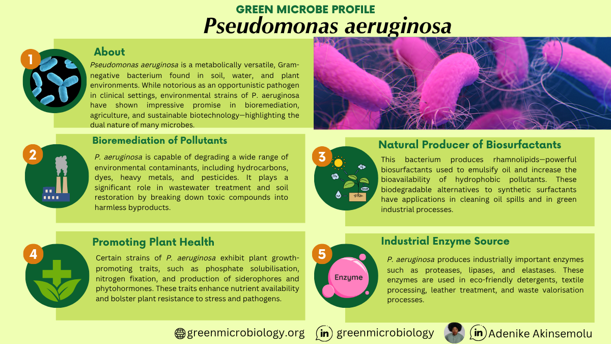 Pseudomonas aeruginosa