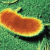 Pseudomonas fluorescens