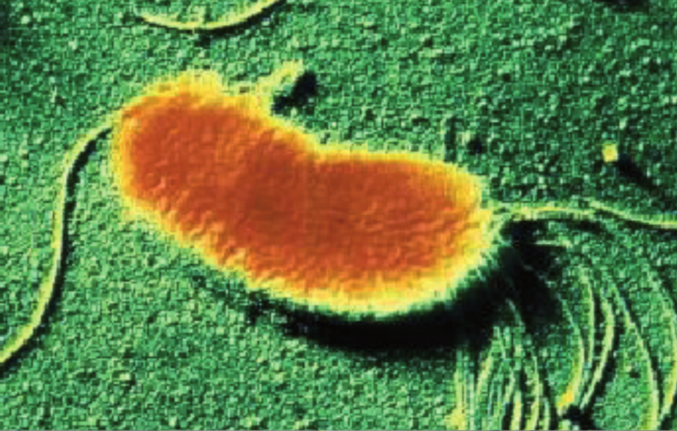 Pseudomonas fluorescens