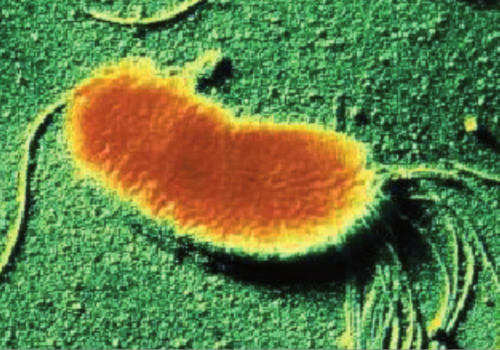 Pseudomonas fluorescens
