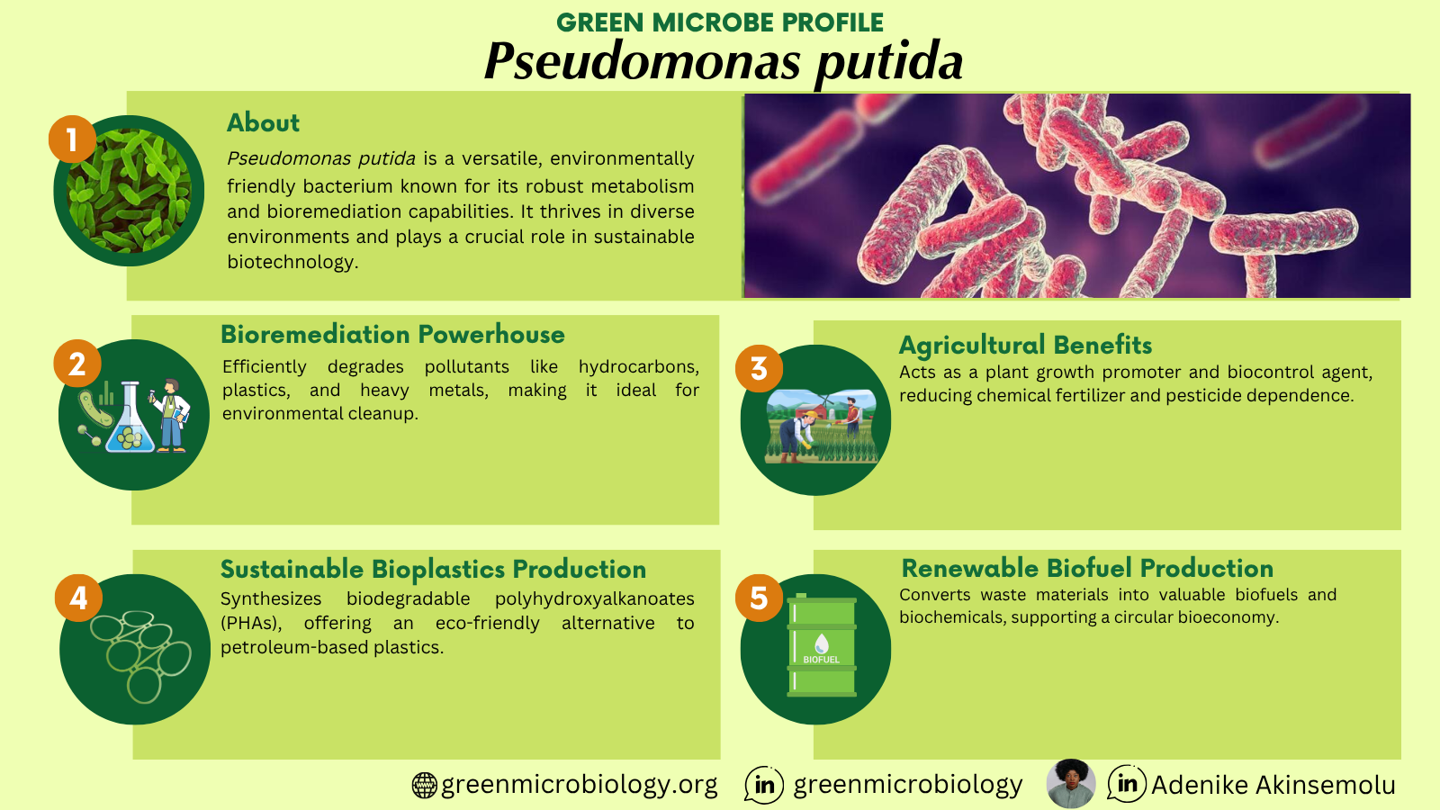 Pseudomonas putida