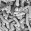 Pseudomonas stutzeri