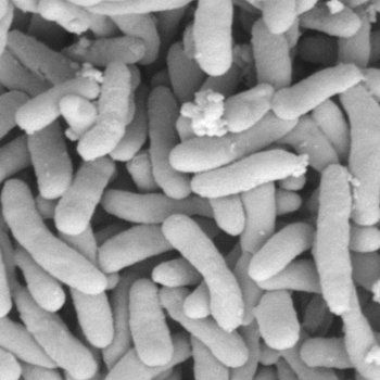 Pseudomonas stutzeri