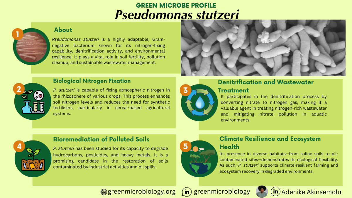 Pseudomonas stutzeri