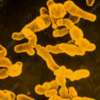 Rhizobium leguminosarum