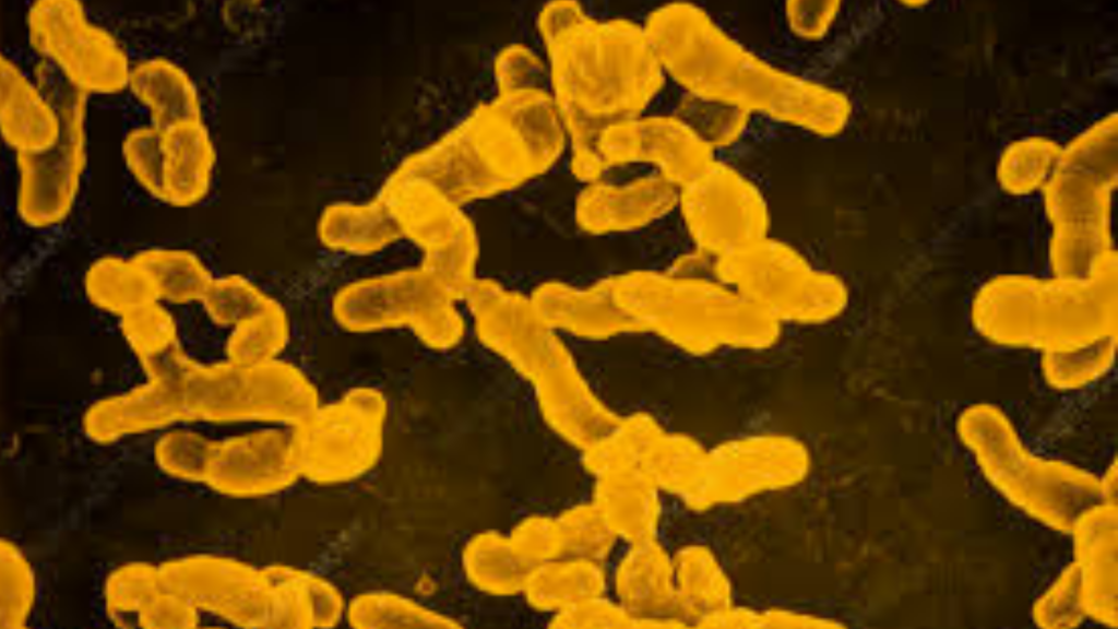 Current image: Rhizobium leguminosarum