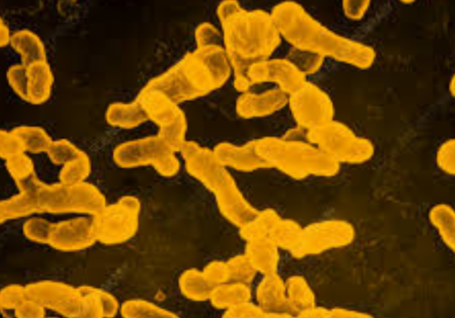 Rhizobium leguminosarum
