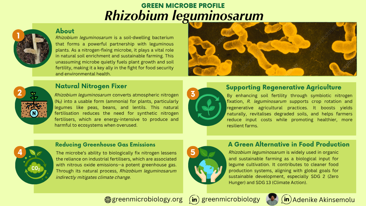 Rhizobium leguminosarum