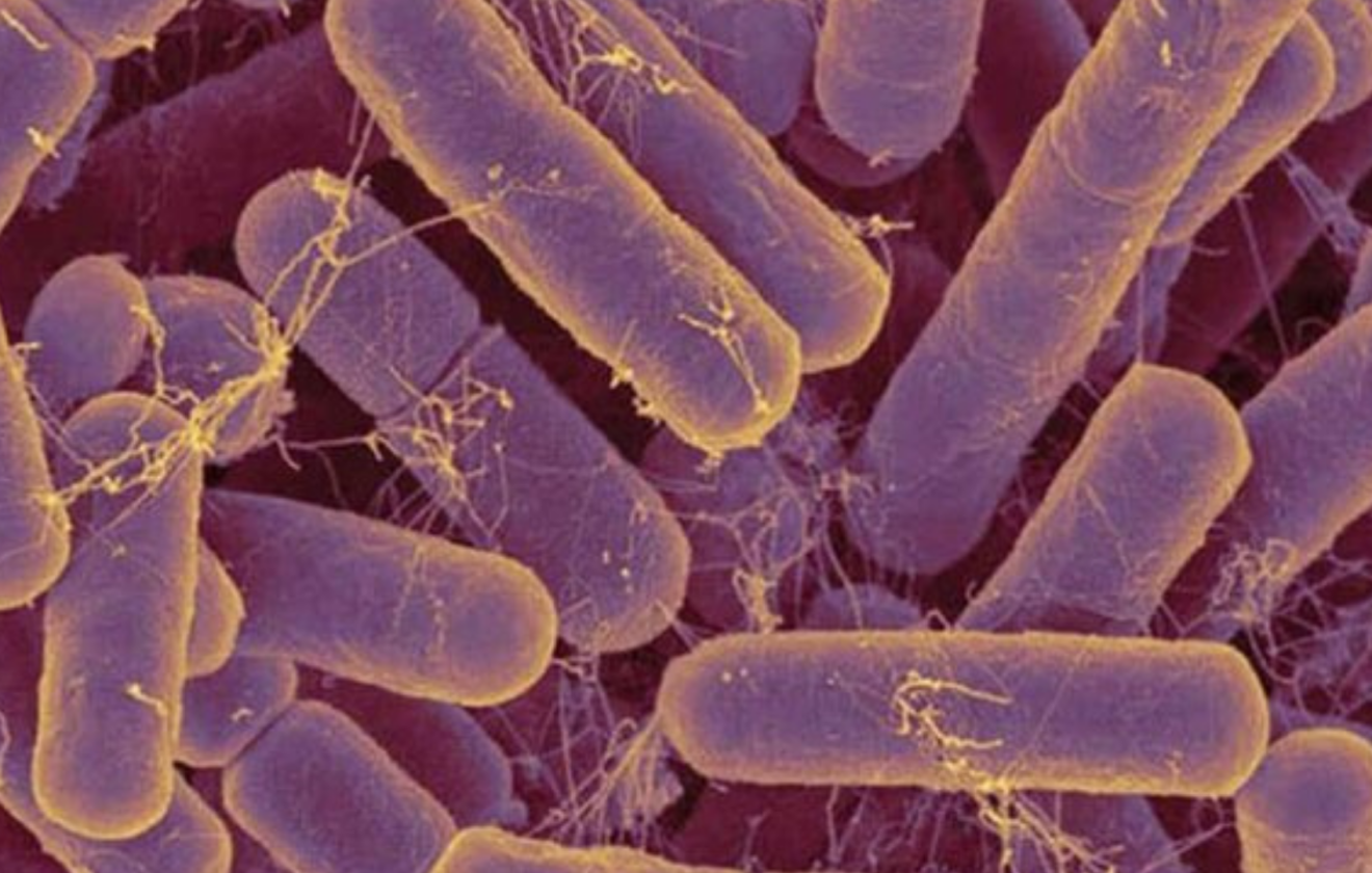 Rhodopseudomonas palustris