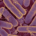 Rhodopseudomonas palustris