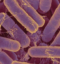 Rhodopseudomonas palustris