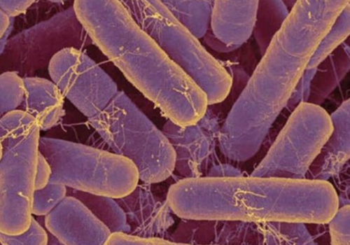 Rhodopseudomonas palustris