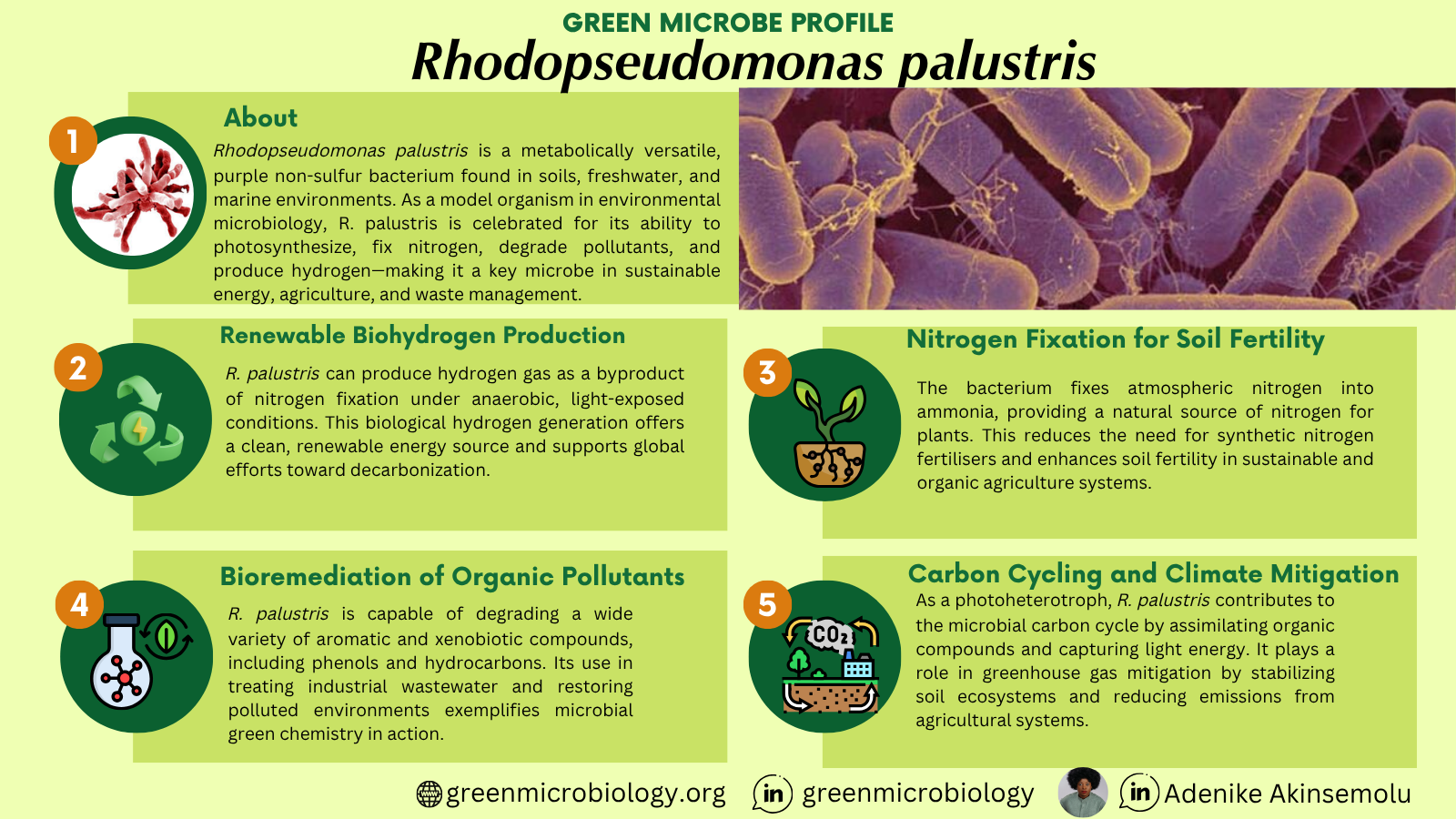 Rhodopseudomonas palustris