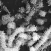 Saccharopolyspora spinosa