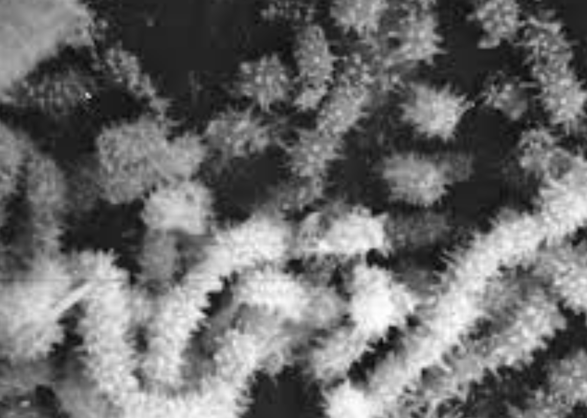 Saccharopolyspora spinosa
