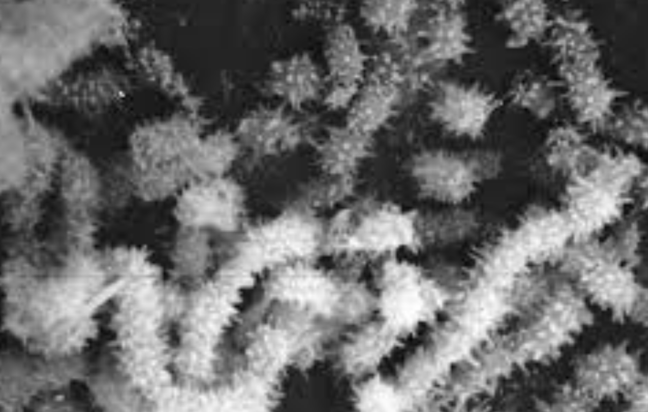 Saccharopolyspora spinosa