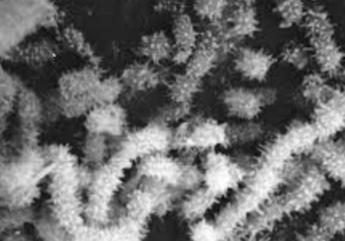 Saccharopolyspora spinosa