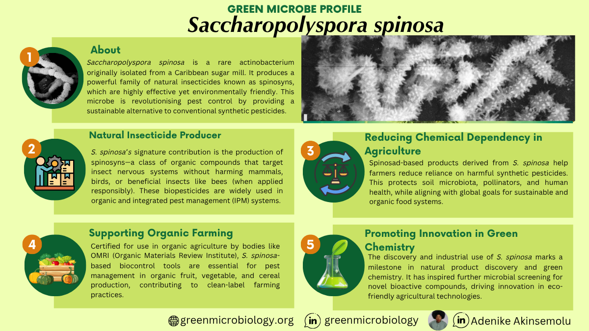 Saccharopolyspora spinosa