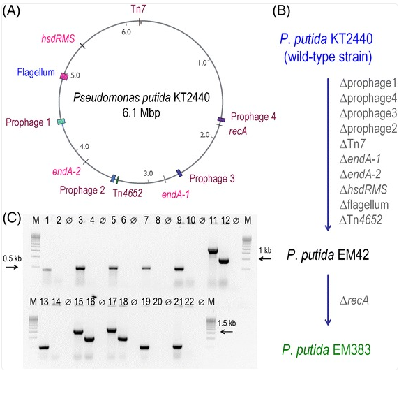 How Pseudomonas putida was genetically modified