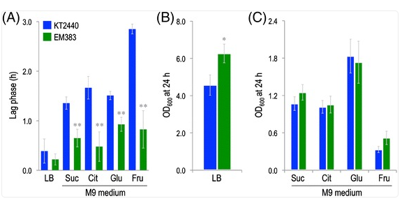 Growth comparison between wild and engineered P. putida
