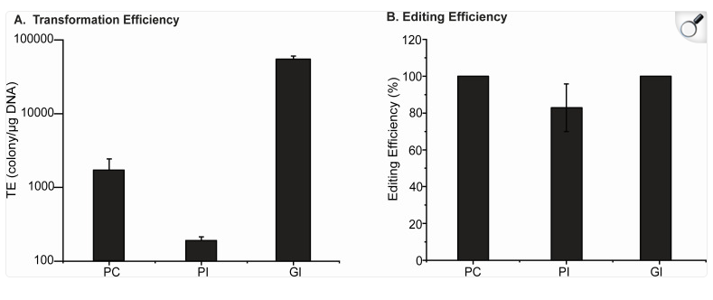 Compares how well different systems work for getting genes into bacteria (transformation efficiency)