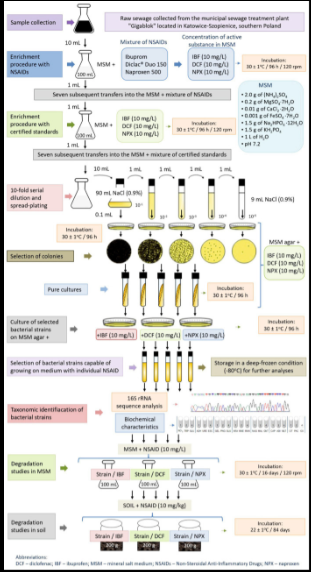Steps showing how the bacteria were isolated and tested