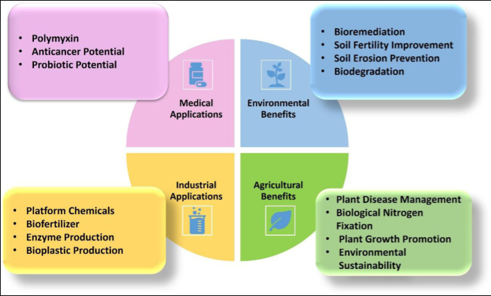 Shows how P. polymyxa can be used in eco-friendly ways for making useful products, improving crops, treating diseases, and protecting the environment.