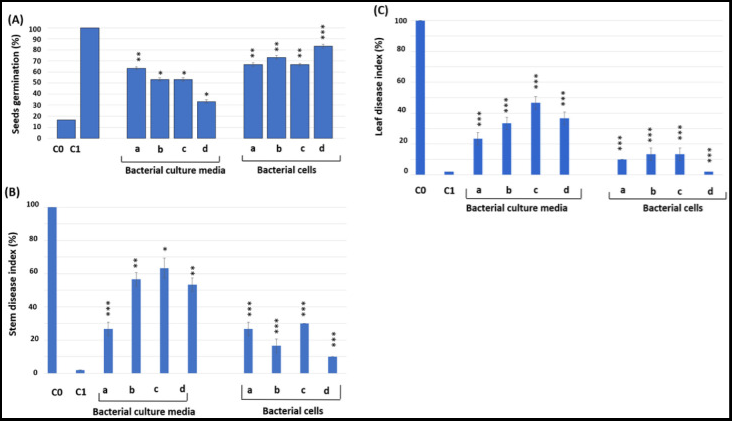 Compares wheat seed growth and disease levels in stems and leaves when exposed to a harmful fungus (F. graminearum) with or without helpful bacteria.