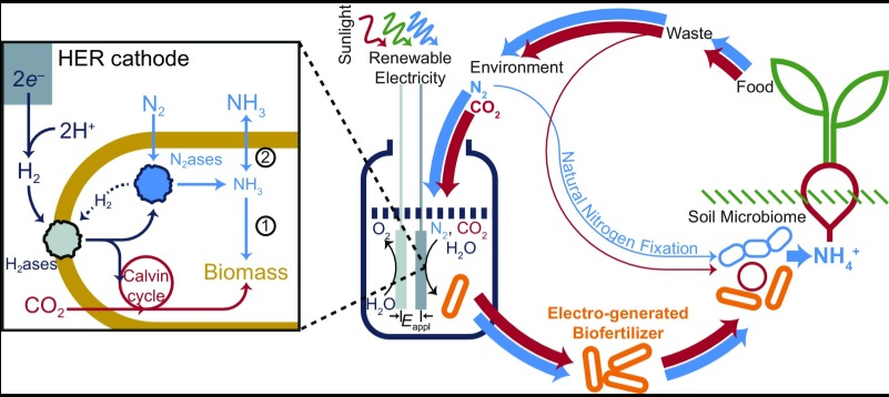 Shows how electricity helps drive the nitrogen cycle using special electrodes and bacteria to split water and support nitrogen-fixing processes.