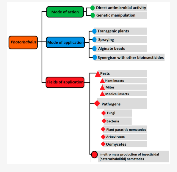 Uses and Actions of Photorhabdus Bacteria