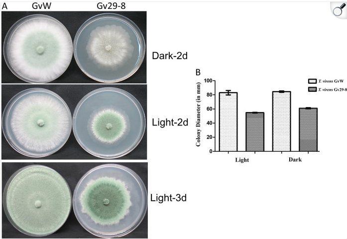 Shows how two fungal strains grow and look under light vs. dark conditions, with measurements of colony size.