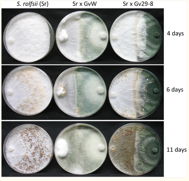 Shows how the fungus S. rolfsii reacts when grown next to two different T. virens strains, comparing their interactions.