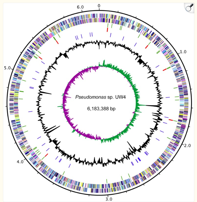 Circular genome map of P. sp. UW4.