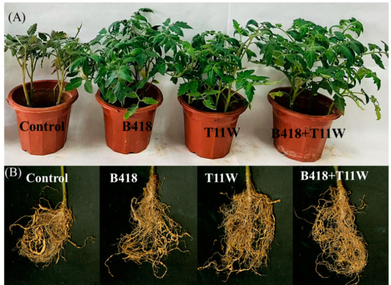 Microbial Differences Between Treatments