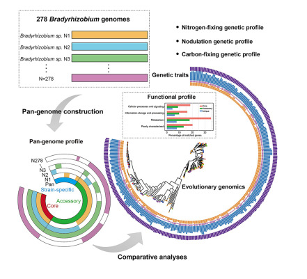 Comparing the Genomes of 278 Bradyrhizobium Bacteria